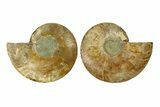 Cut & Polished, Crystal-Filled Ammonite Fossil - Madagascar #287979-1